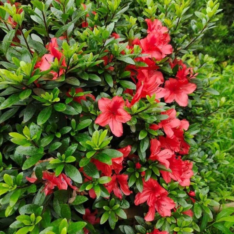 杜鹃花盆栽四季杜鹃小苗室内外阳台花卉绿植盆景