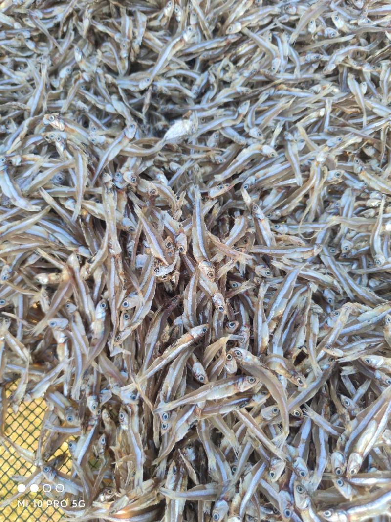 淡干白凡鱼小鱼干银鱼干公干鱼干跑江湖畅销产品鱼干货