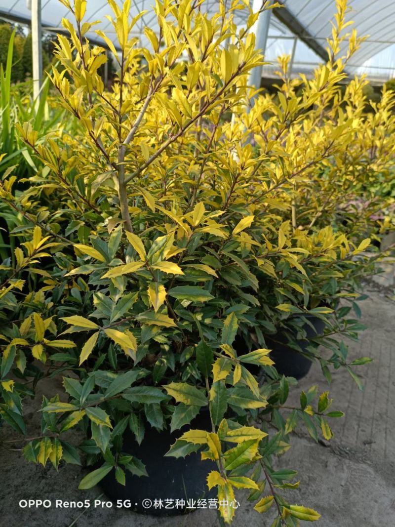花镜植物黄金枸骨盆栽大苗小丑火棘树庭院灌木耐寒热晒好养