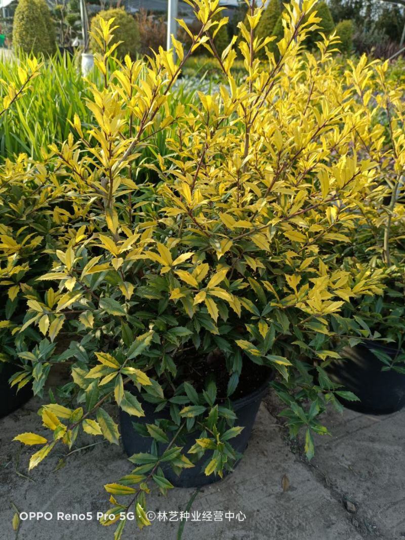 花镜植物黄金枸骨盆栽大苗小丑火棘树庭院灌木耐寒热晒好养