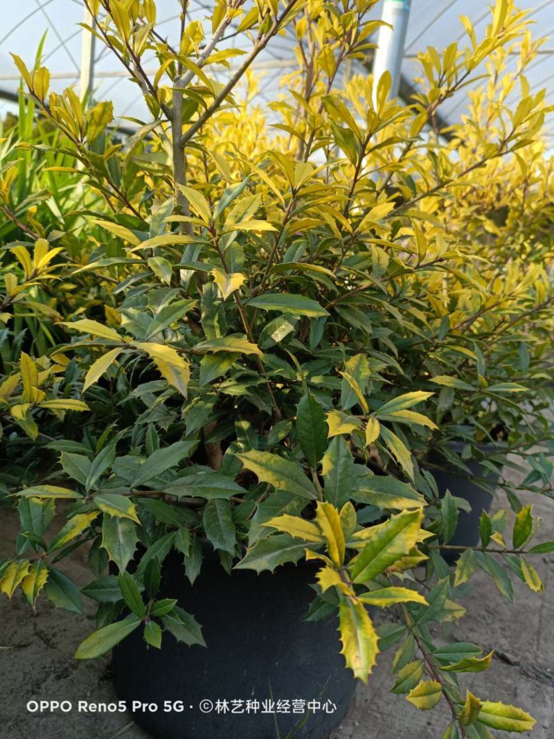 花镜植物黄金枸骨盆栽大苗小丑火棘树庭院灌木耐寒热晒好养