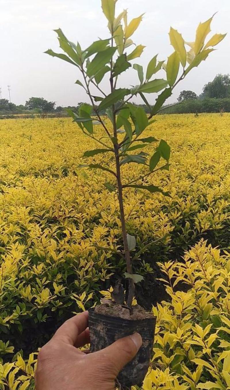 花镜植物黄金枸骨盆栽大苗小丑火棘树庭院灌木耐寒热晒好养