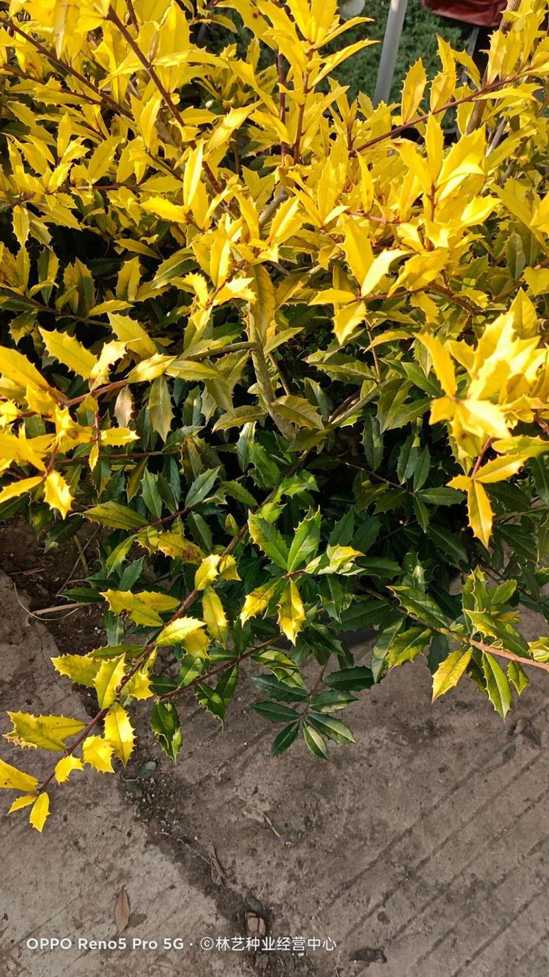 花镜植物黄金枸骨盆栽大苗小丑火棘树庭院灌木耐寒热晒好养