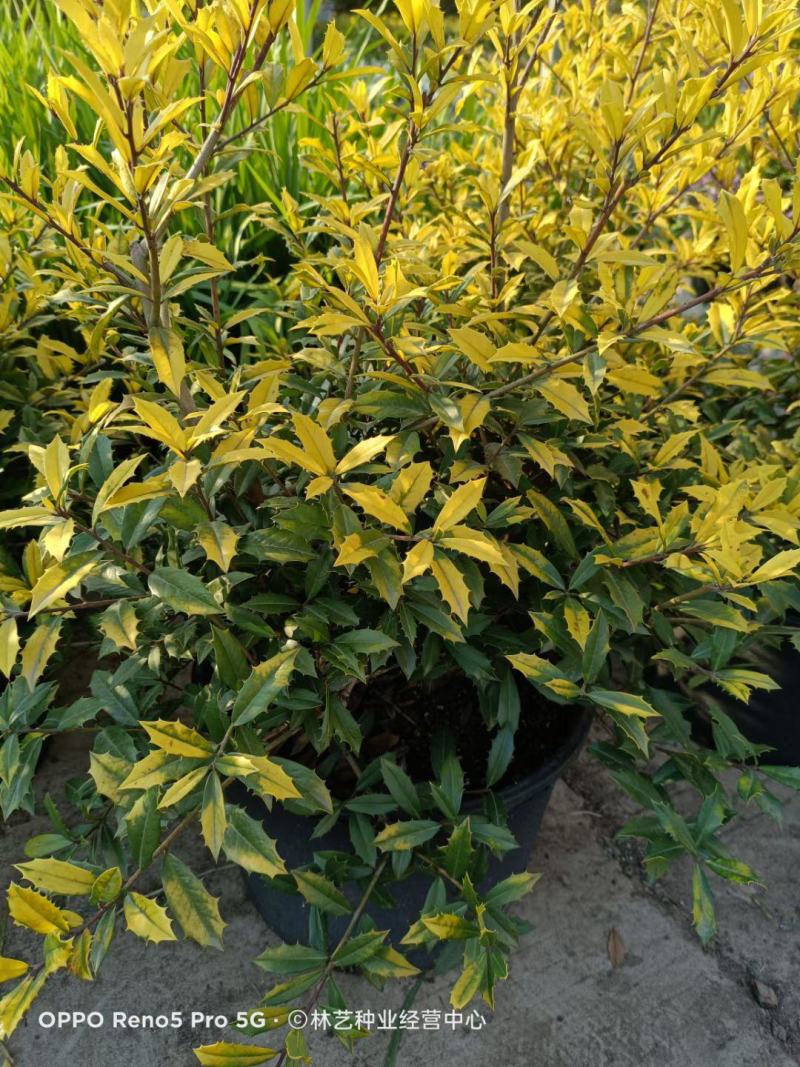 花镜植物黄金枸骨盆栽大苗小丑火棘树庭院灌木耐寒热晒好养