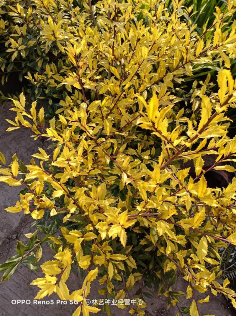 花镜植物黄金枸骨盆栽大苗小丑火棘树庭院灌木耐寒热晒好养