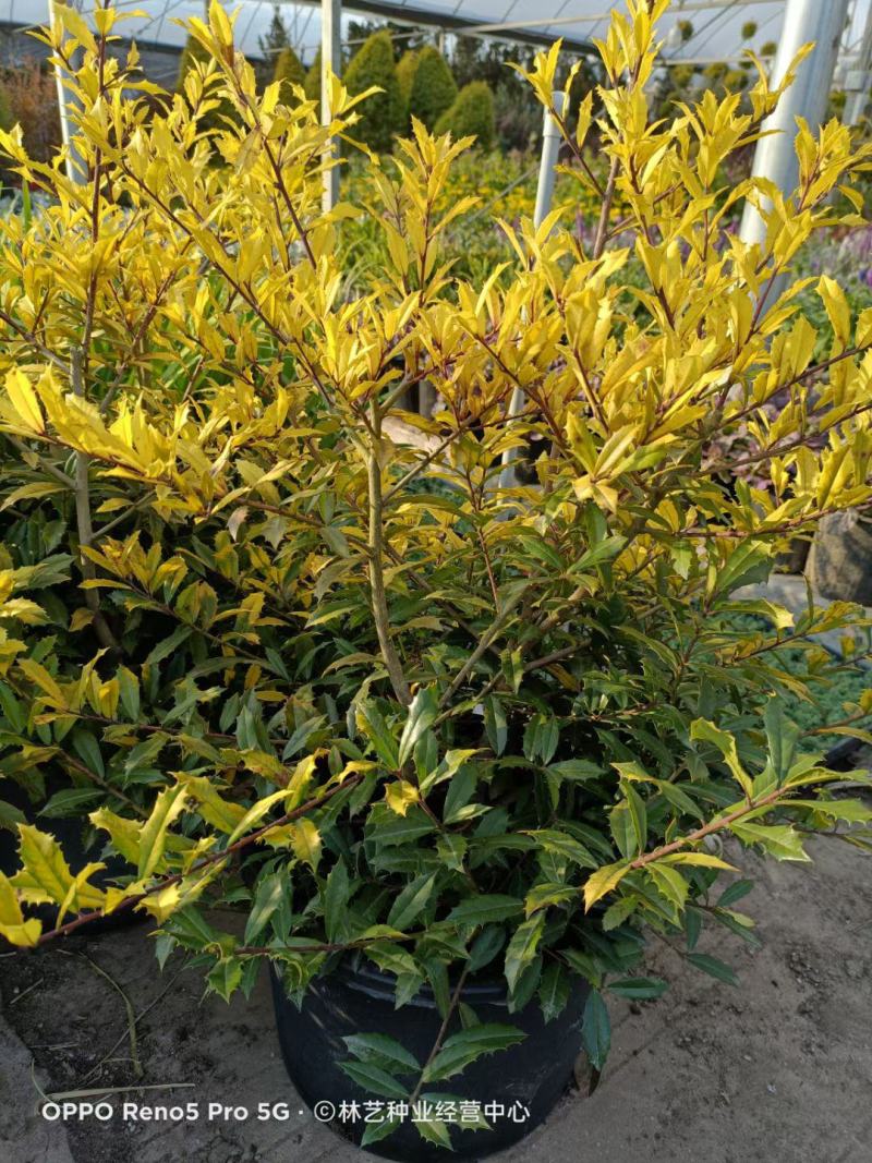 花镜植物黄金枸骨盆栽大苗小丑火棘树庭院灌木耐寒热晒好养