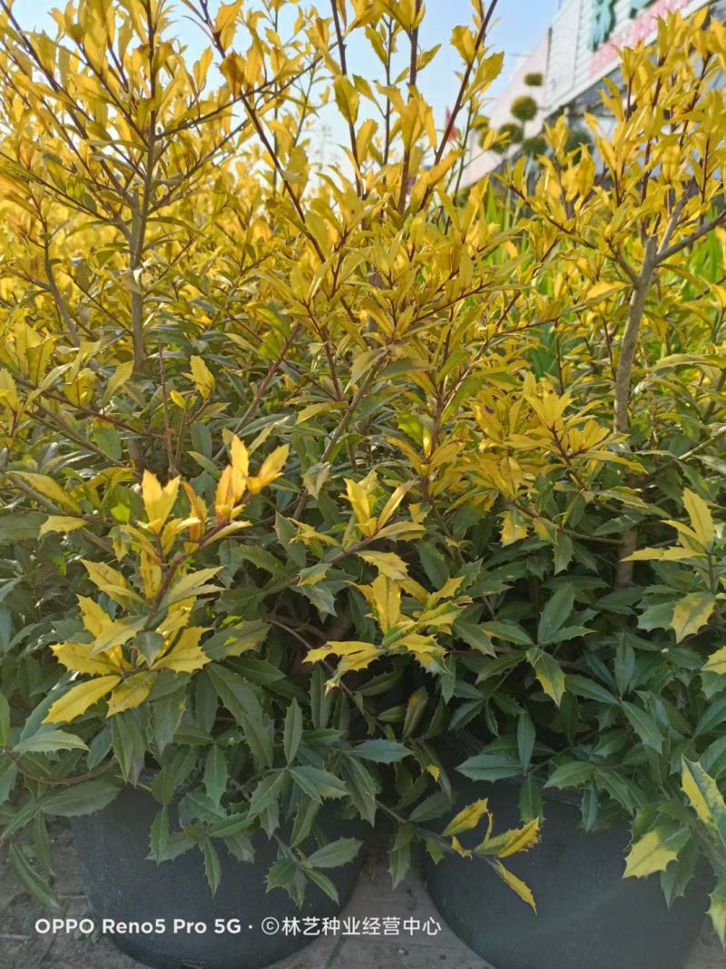 花镜植物黄金枸骨盆栽大苗小丑火棘树庭院灌木耐寒热晒好养