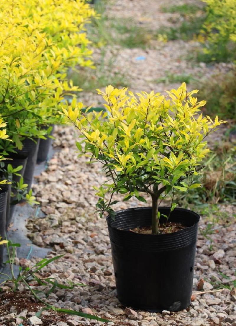 花镜植物黄金枸骨盆栽大苗小丑火棘树庭院灌木耐寒热晒好养