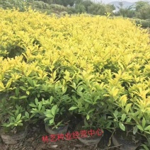 花镜植物黄金枸骨盆栽大苗小丑火棘树庭院灌木耐寒热晒好养