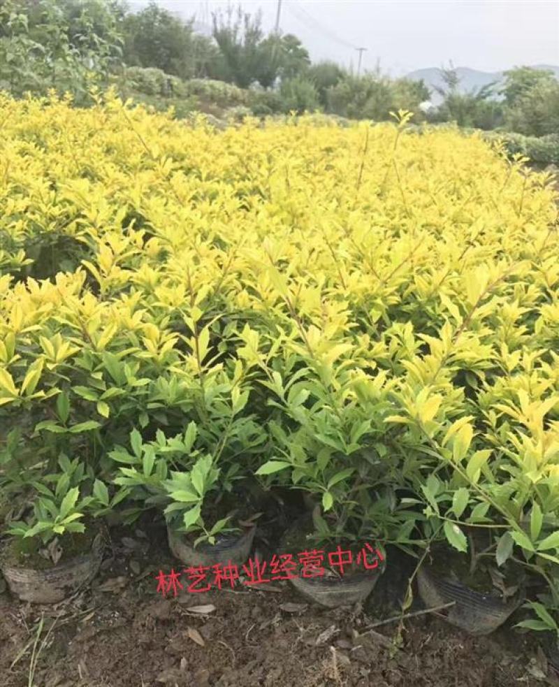 花镜植物黄金枸骨盆栽大苗小丑火棘树庭院灌木耐寒热晒好养
