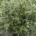 水果兰盆栽花卉室外庭院花坛绿植多年生灌木植物耐寒耐热