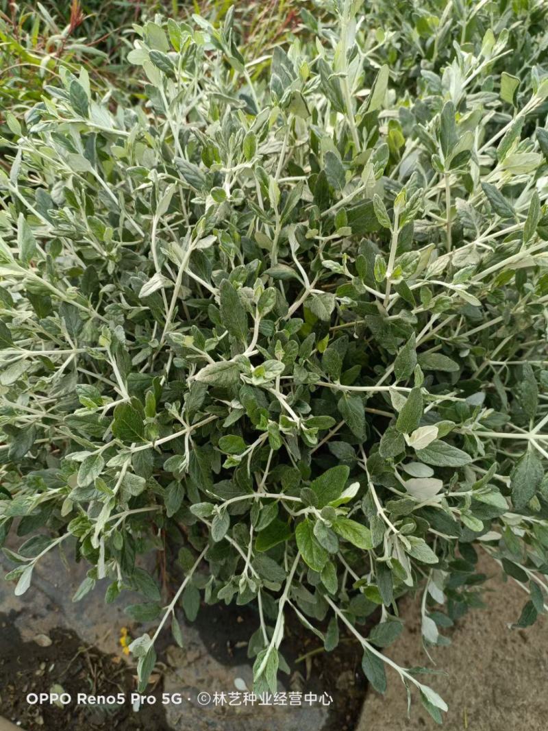 水果兰盆栽花卉室外庭院花坛绿植多年生灌木植物耐寒耐热