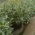 水果兰盆栽花卉室外庭院花坛绿植多年生灌木植物耐寒耐热