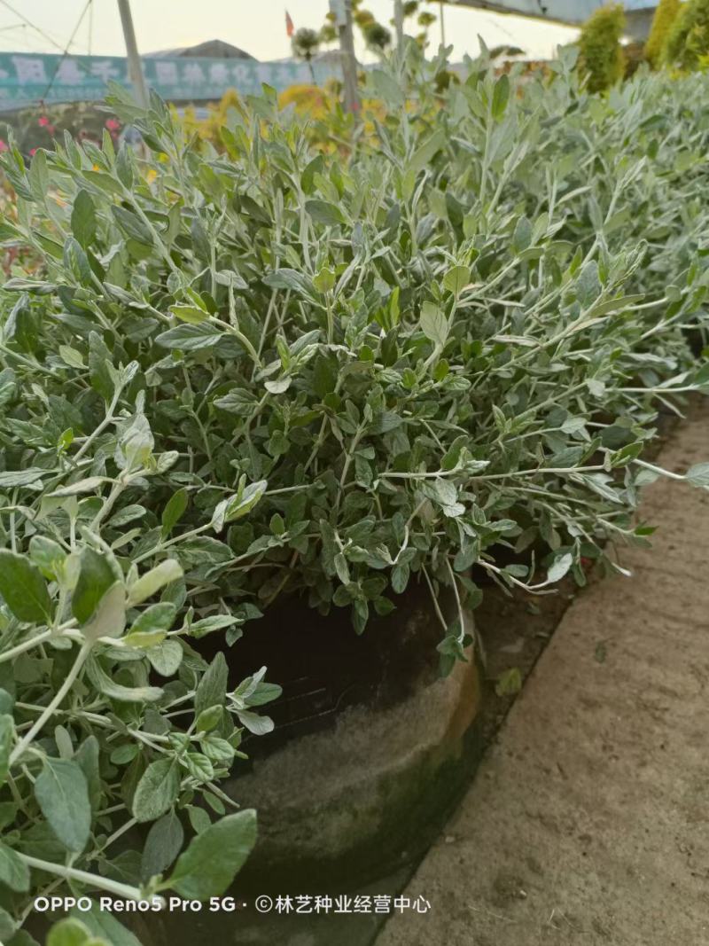 水果兰盆栽花卉室外庭院花坛绿植多年生灌木植物耐寒耐热
