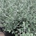 水果兰盆栽花卉室外庭院花坛绿植多年生灌木植物耐寒耐热