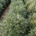 水果兰盆栽花卉室外庭院花坛绿植多年生灌木植物耐寒耐热