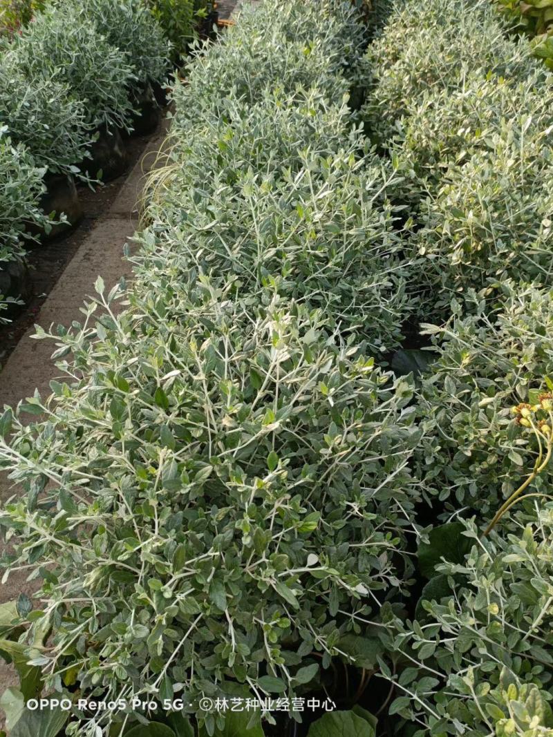 水果兰盆栽花卉室外庭院花坛绿植多年生灌木植物耐寒耐热