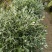 水果兰盆栽花卉室外庭院花坛绿植多年生灌木植物耐寒耐热