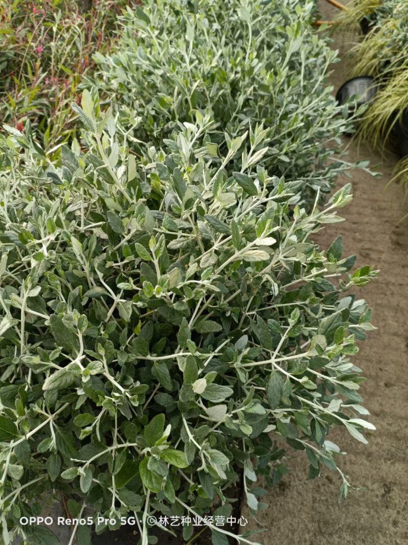 水果兰盆栽花卉室外庭院花坛绿植多年生灌木植物耐寒耐热