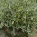 水果兰盆栽花卉室外庭院花坛绿植多年生灌木植物耐寒耐热