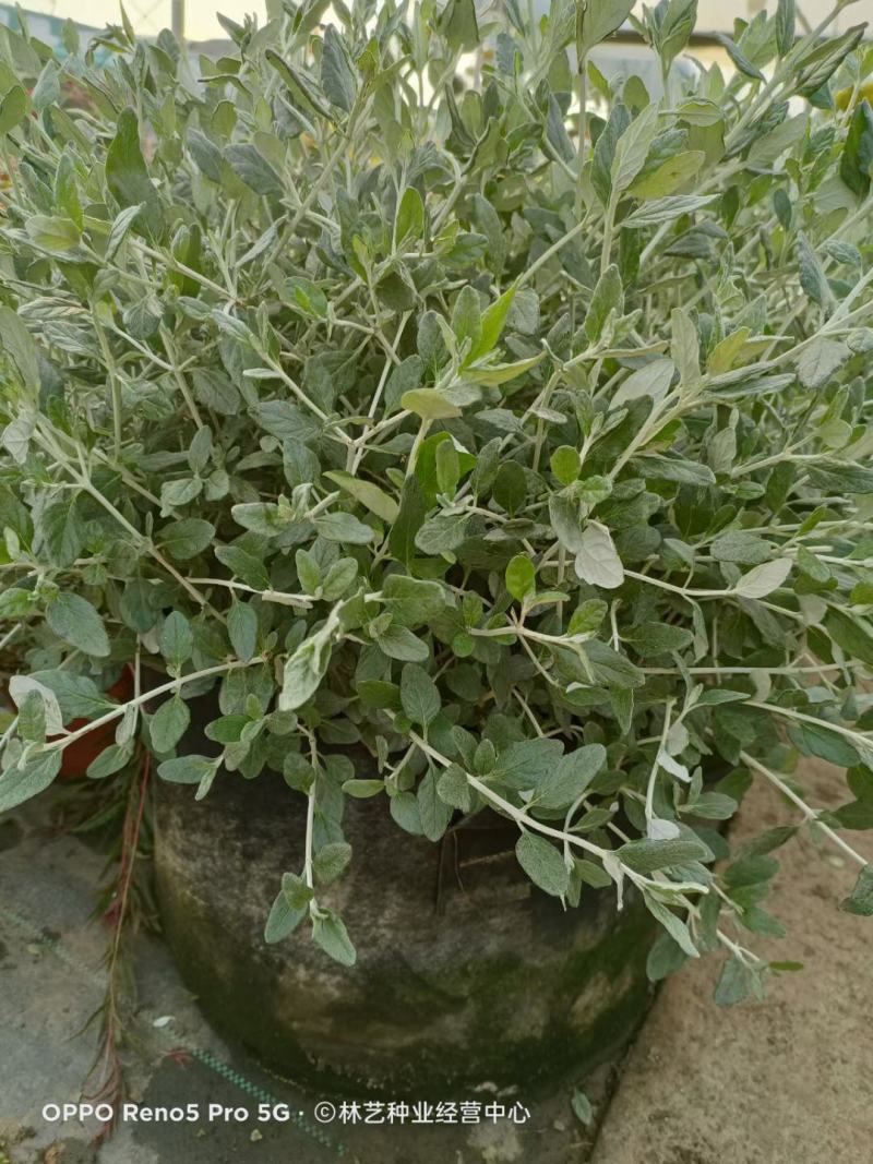 水果兰盆栽花卉室外庭院花坛绿植多年生灌木植物耐寒耐热