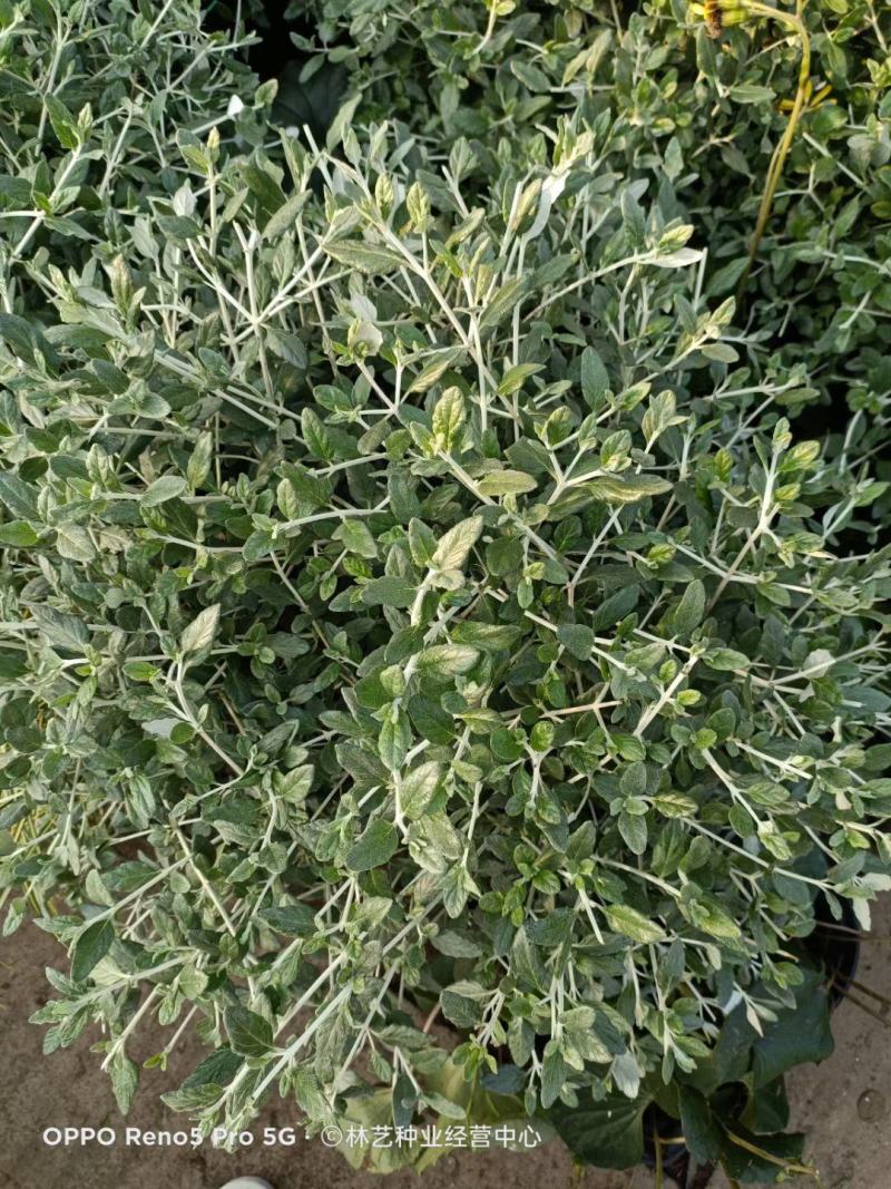 水果兰盆栽花卉室外庭院花坛绿植多年生灌木植物耐寒耐热