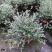 水果兰盆栽花卉室外庭院花坛绿植多年生灌木植物耐寒耐热