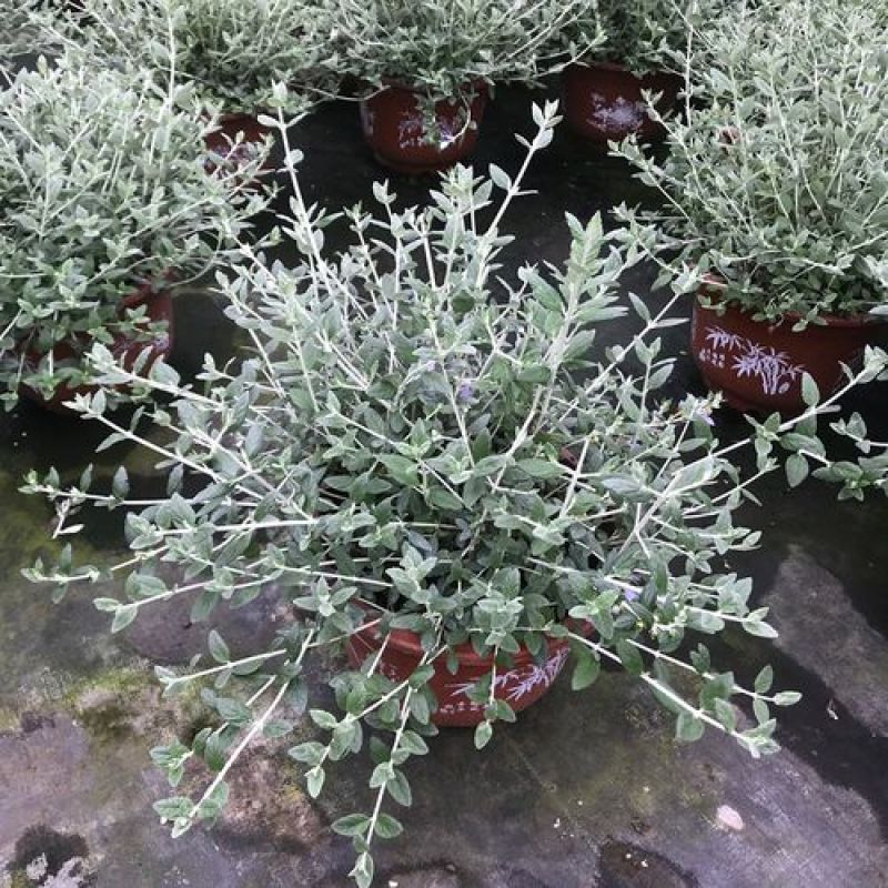 水果兰盆栽花卉室外庭院花坛绿植多年生灌木植物耐寒耐热
