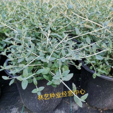 水果兰盆栽花卉室外庭院花坛绿植多年生灌木植物耐寒耐热