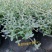 水果兰盆栽花卉室外庭院花坛绿植多年生灌木植物耐寒耐热