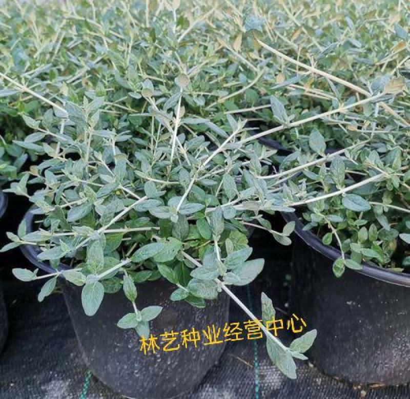 水果兰盆栽花卉室外庭院花坛绿植多年生灌木植物耐寒耐热