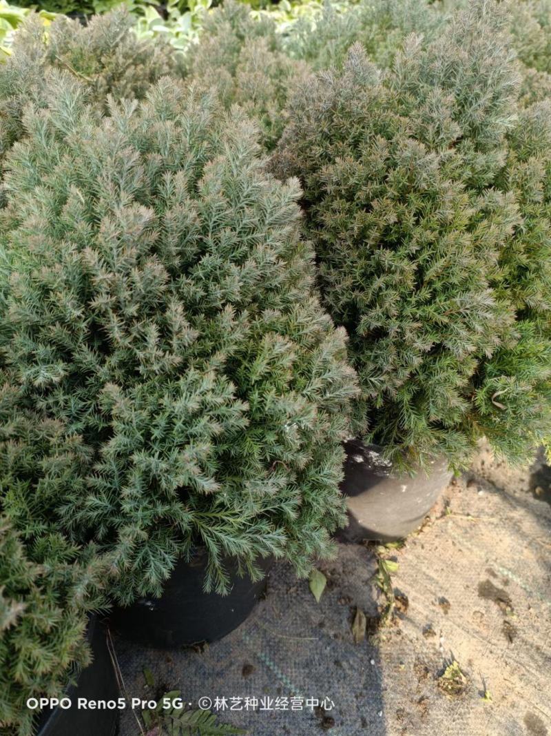 皮球松盆栽球松松柏球皮球柏自然成圆形耐热耐寒四季常青