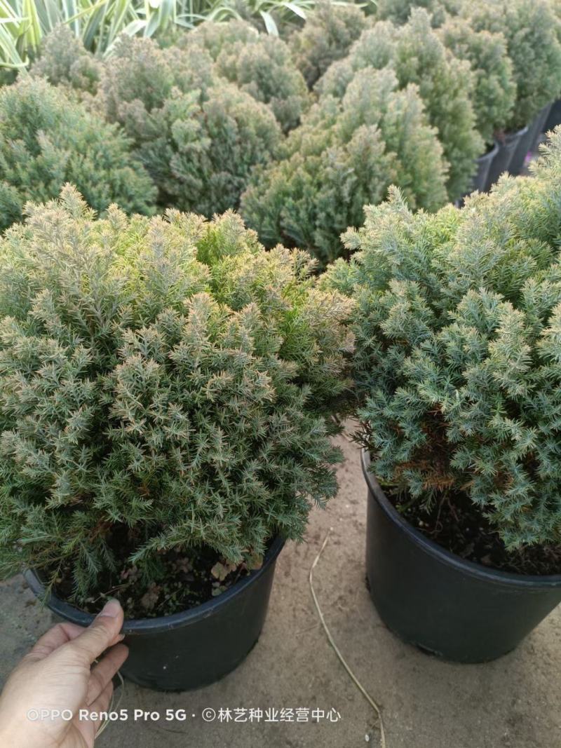 皮球松盆栽球松松柏球皮球柏自然成圆形耐热耐寒四季常青