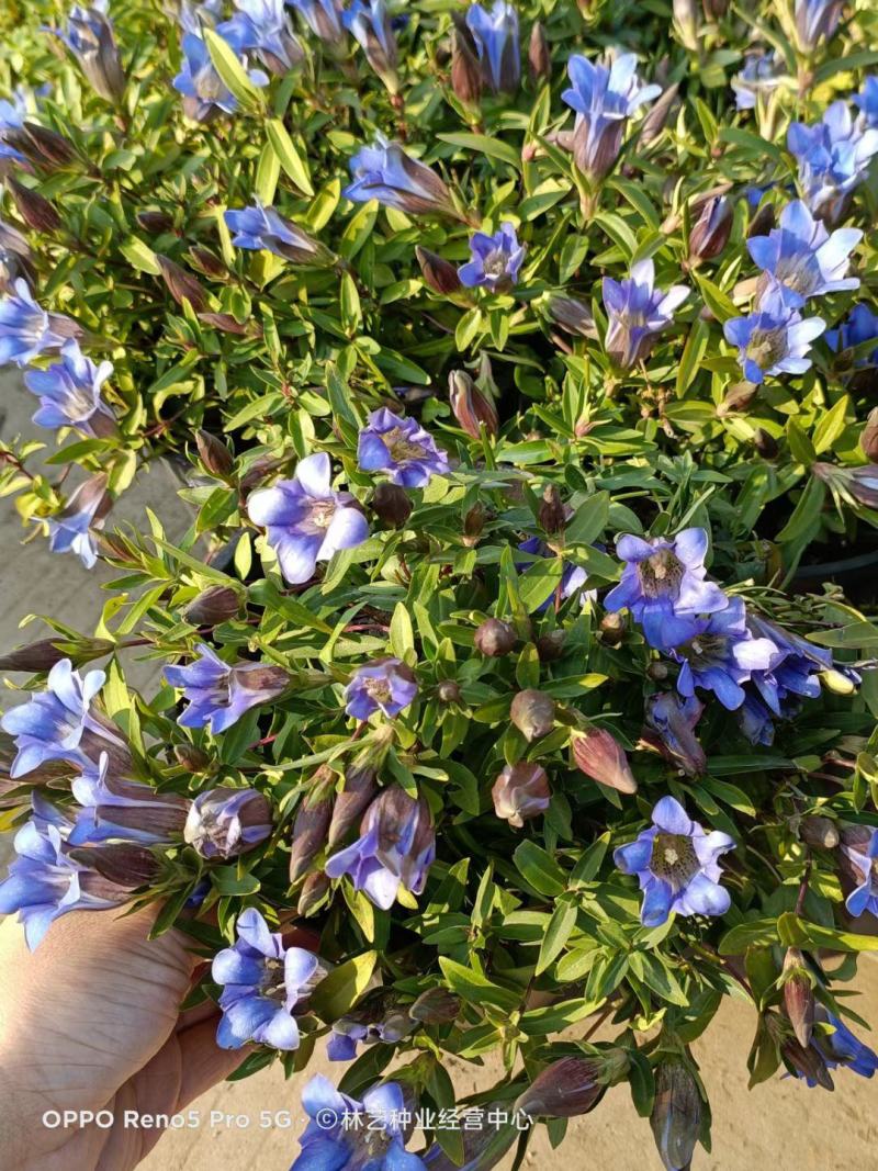 龙胆花盆栽花苗海洋之心庭院阳台宿根耐寒好养花卉观赏植物