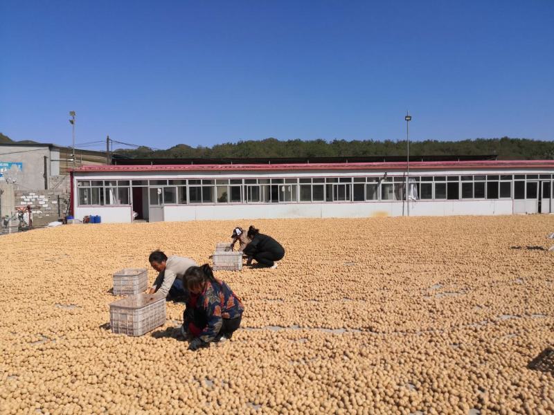 新货新疆幸福核桃幸福大货薄皮核桃孕妇核桃量大改价