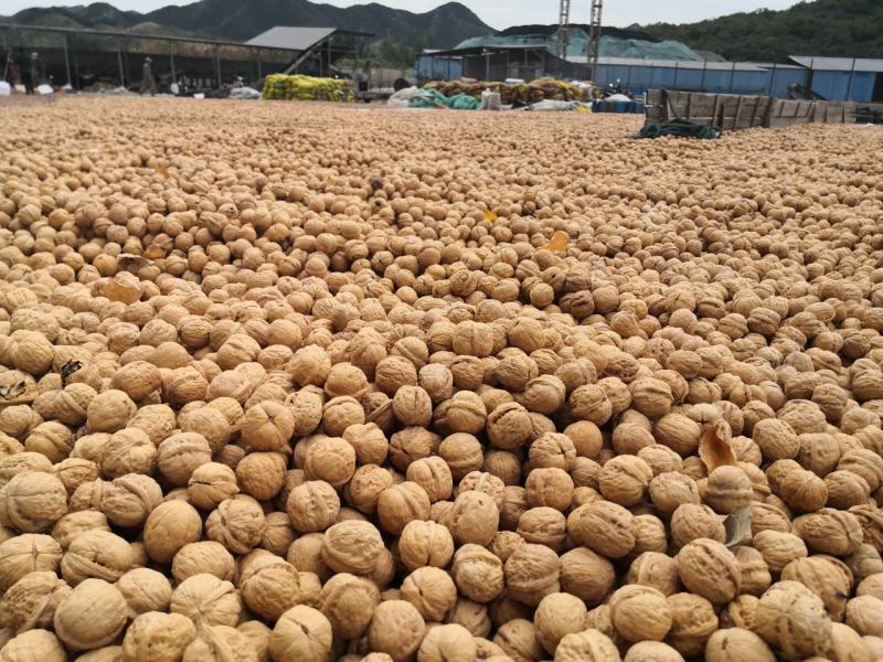 新货新疆幸福核桃幸福大货薄皮核桃孕妇核桃量大改价