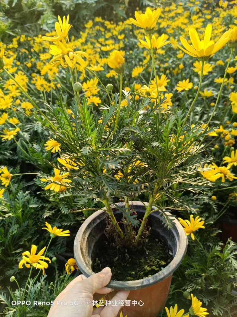 黄金菊盆栽多年生菊花带花苞耐寒耐热黄金玛格丽特室外花园