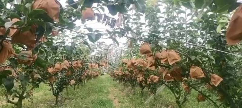 因工作原因，现有400亩梨园对外出租出售，有秋月黄金华山
