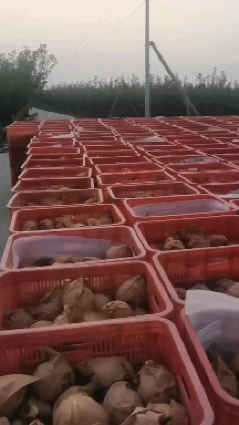 因工作原因，现有400亩梨园对外出租出售，有秋月黄金华山