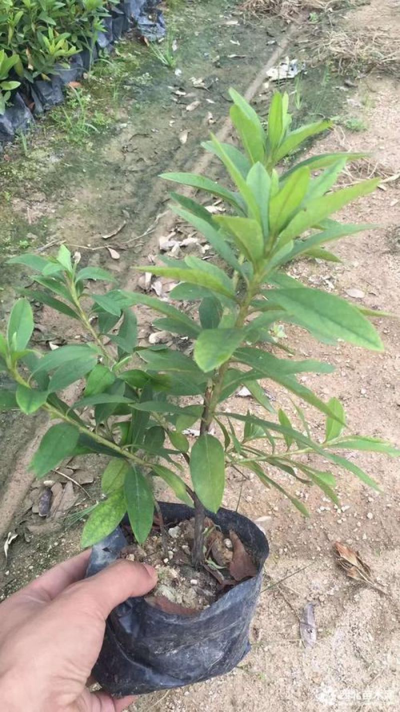 毛杜鹃四季常青庭院绿化苗木毛杜鹃工程苗杜鹃花苗毛娟小苗
