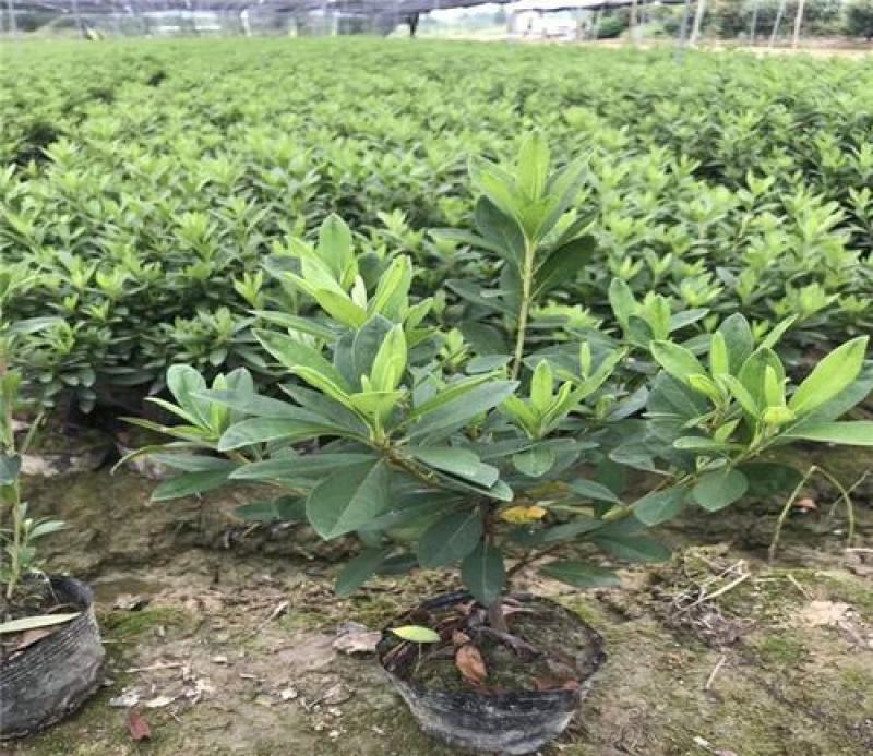 毛杜鹃四季常青庭院绿化苗木毛杜鹃工程苗杜鹃花苗毛娟小苗