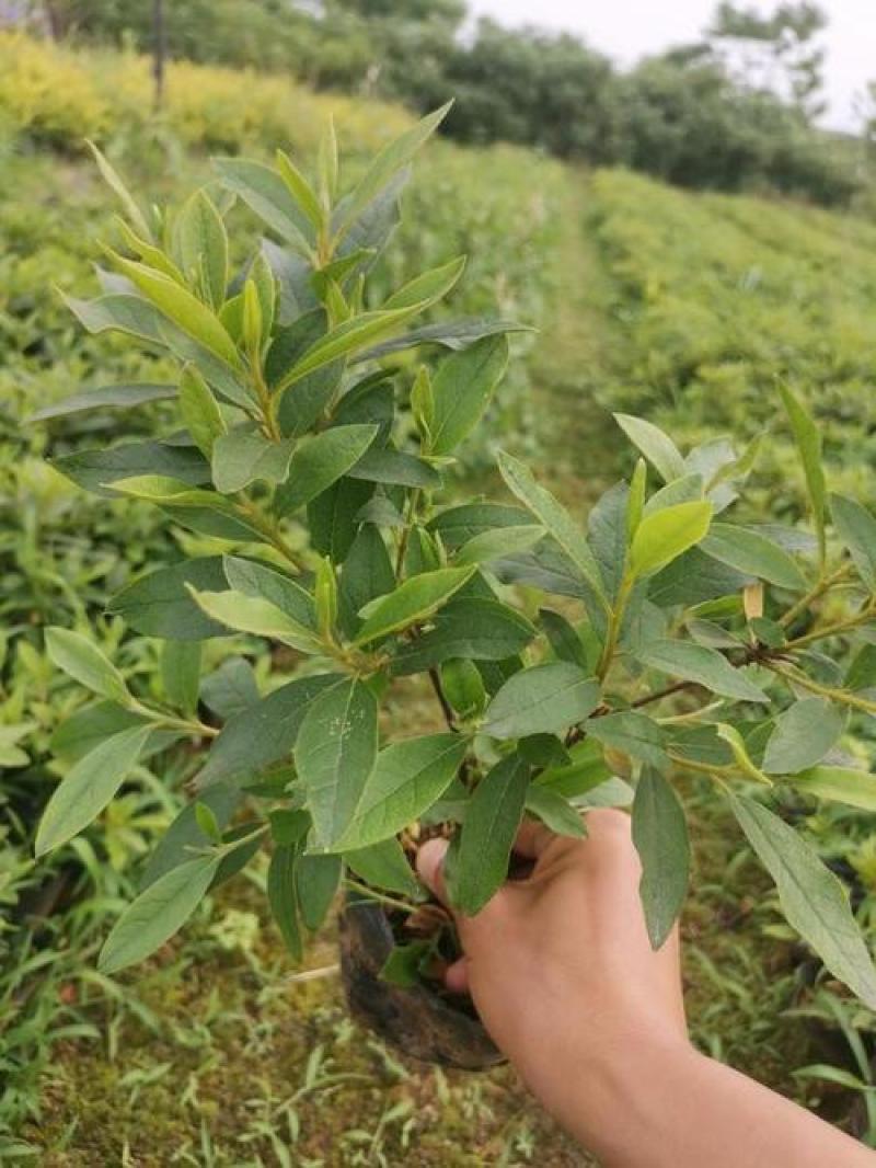 毛杜鹃四季常青庭院绿化苗木毛杜鹃工程苗杜鹃花苗毛娟小苗