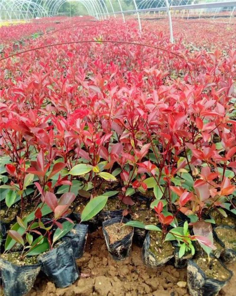 红叶石楠树苗绿化苗小苗红罗宾绿化苗木庭院花卉火焰红篱笆苗