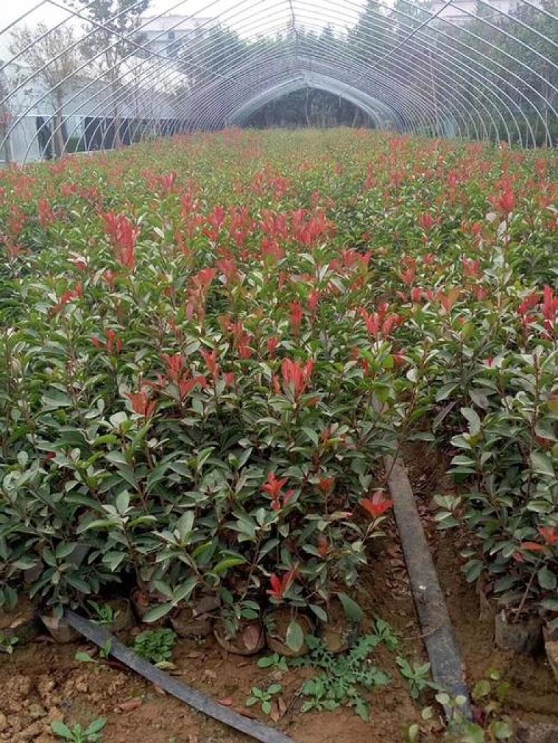 红叶石楠树苗绿化苗小苗红罗宾绿化苗木庭院花卉火焰红篱笆苗