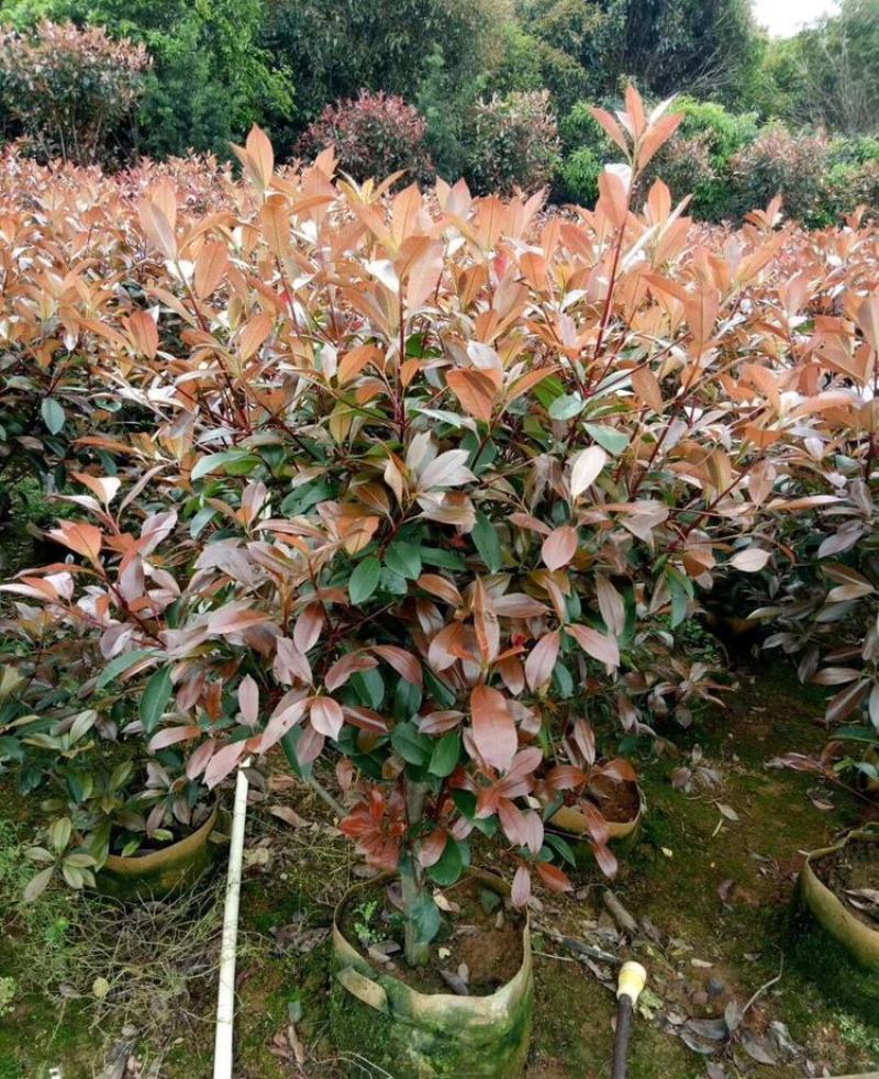 红叶石楠树苗绿化苗小苗红罗宾绿化苗木庭院花卉火焰红篱笆苗