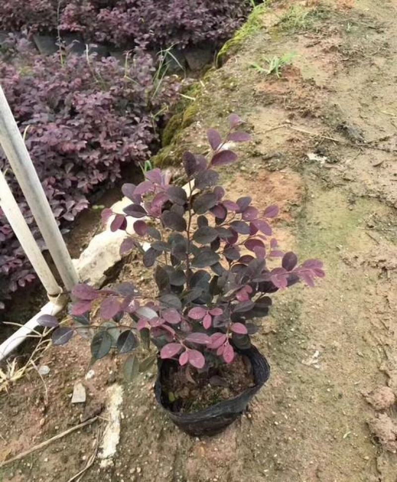 红花继木苗四季常青篱笆苗别墅庭院室外耐寒花卉红继木绿化苗
