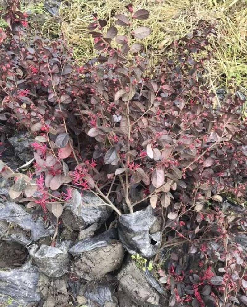 红花继木苗四季常青篱笆苗别墅庭院室外耐寒花卉红继木绿化苗