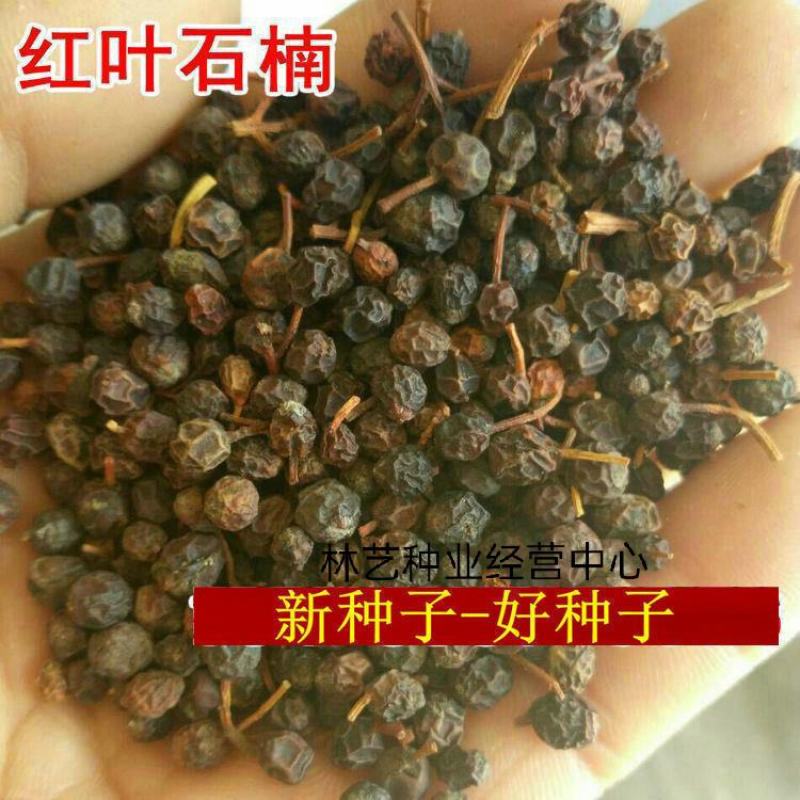新釆红叶石楠种子四季常青绿化树种子红罗宾火焰红石楠树种子