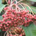 新釆红叶石楠种子四季常青绿化树种子红罗宾火焰红石楠树种子