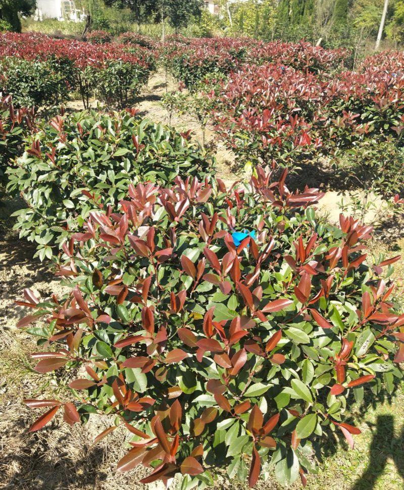 新釆红叶石楠种子四季常青绿化树种子红罗宾火焰红石楠树种子